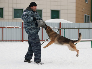 canine to train a German shepherd