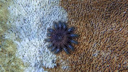Crown of thorns jellyfish infestation in a pristine reef. This type of jellyfish feeds on corals...