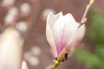 Fototapeta premium magnolie