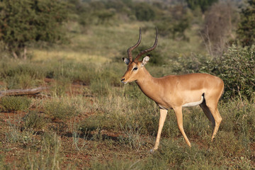 Schwarzfersenantilope / Impala / Aepyceros melampus