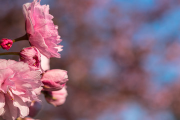 Pink japanese cherry blossoms in spring