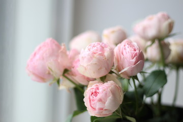 light pink peony roses on a white background