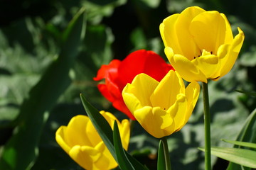 Fototapeta premium tulpenkelch