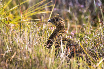 Scottish grouse, Lagopus in natural environment in Scotland