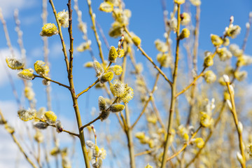 Pussy willow branches in spring sunny day against cloudy sky