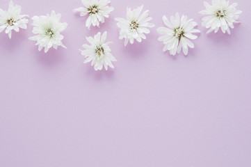  chrysanthemum flowers on a lavender background with copy space
