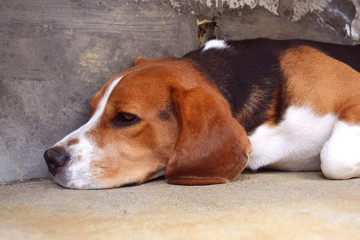 Bored beagle dog