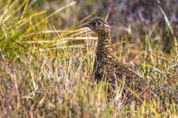 Scottish grouse, Lagopus in natural environment in Scotland