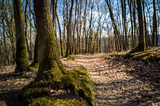 A traIl in the woods of Boppard
