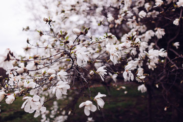 Blooming magnolia flowers
