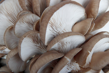 fresh mushrooms on wooden table