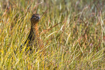 Scottish grouse, Lagopus in natural environment in Scotland