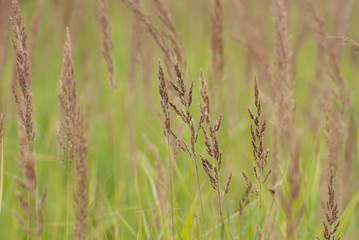 fresh blooming grass in the summer field