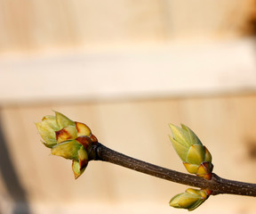 Green buds on branches in spring. Nature and blooming in spring time. Bokeh light background.