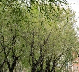 COPAS DE LOS ARBOLES DEL PARQUE, hojas, árbol, naturaleza, bosque, verde, primavera