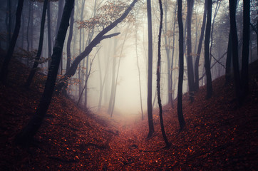 fantasy forest landscape, magical path and trees in fog