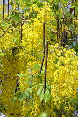 Cassia fistula. Pods and yellow flowers plants