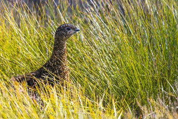 Scottish grouse, Lagopus in natural environment in Scotland