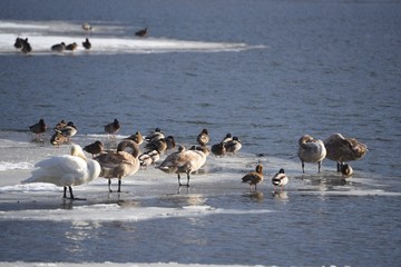Bird lake
