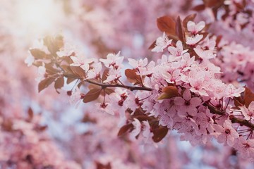 Prunus cerasifera tree blooming in the springtime