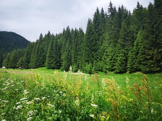 Summer in the forest meadow
