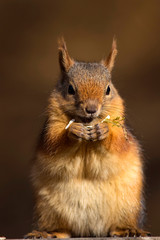 Cute squirrel. Brown nature background.