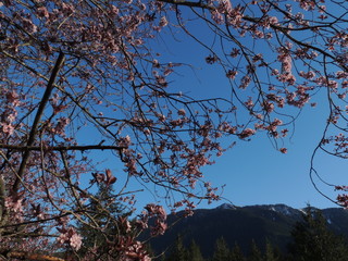 tree and blue sky