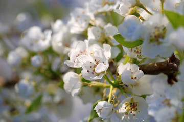 Apfelblüten - Apfel - Allgäu - Blüte - Frühling - Detail