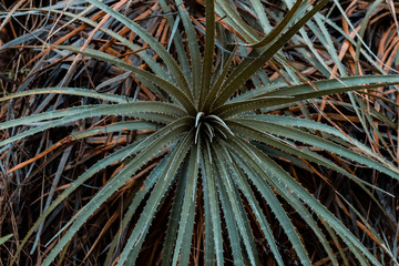 Close-up of a species of cactus in Bolivia
