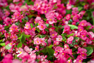 Pink flowers of everblooming begonia in flowerbed, pink begonia semperflorens growing in the park