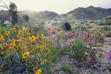 Beautiful mixed wildflowers in the desert in Joshua Tree National Park during a super bloom spring season