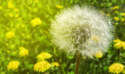 white fluffy dandelion on a green grass with sunlight