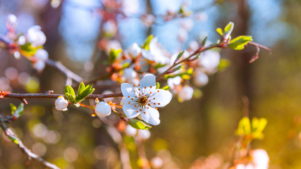 Kwitnące drzewo  © Mariusz Stoszewski