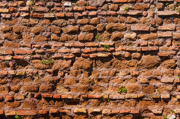 Old composite wall with green plant on as background