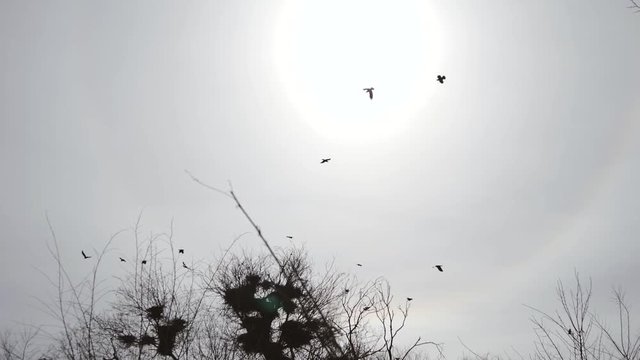 Silhouettes of flying crows over the nest. Cloudy weather. The sad scary picture.