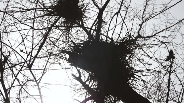 Lots of crow nests in the trees. Silhouette.