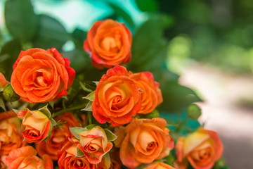 Orange roses on fresh green leaf background.