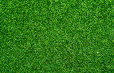Obraz premium Real green grass field