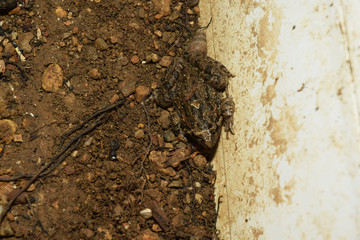 Mimétisme chez la grenouille