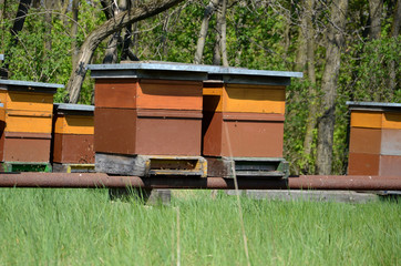 Bienenzucht, Bienen