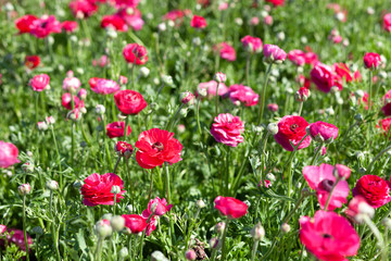 Huge field of blossoming garden buttercups or ranunculus in Israel