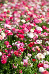 Huge field of blossoming garden buttercups or ranunculus in Israel
