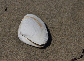 Shell on the sand beach. Single shell close up