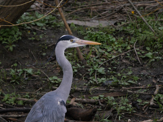 Grey Heron (Ardea cinerea) wading in a river