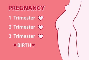 Pregnant woman. Pregnancy stages, trimesters and birth. Vector illustration