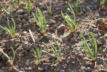  Green young onion planted in the bed 