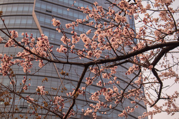 Cherry Blossom in Seoul