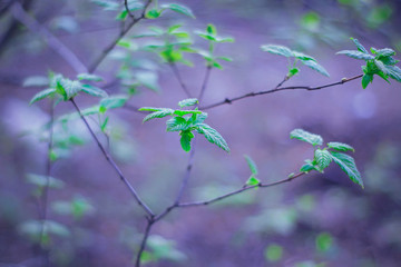 Branches with fresh spring leaves on a blurred background.