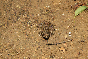 Mimétisme chez la grenouille