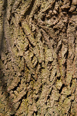 Close-up of the bark of an Oak